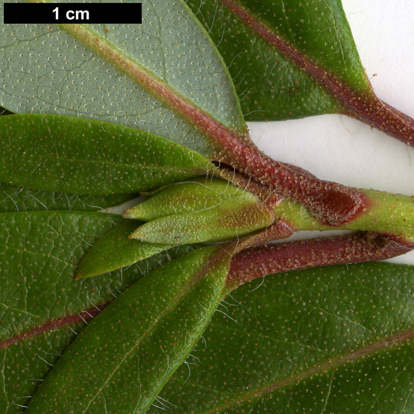 High resolution image: Family: Ericaceae - Genus: Rhododendron - Taxon: levinei